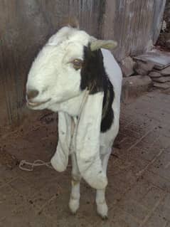 Bakri