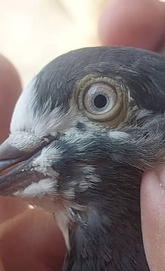 BREEDER pigeons FULL SETUP FOR SALE, GOLDEN, TEDY, ROYL, INSAN TEDY,.