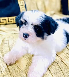 shitzu puppy/ Puppy/ shitzu Dog / Dog for sale / shitzu