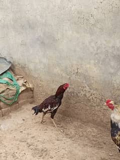 Aseel miawali breeds with different colors