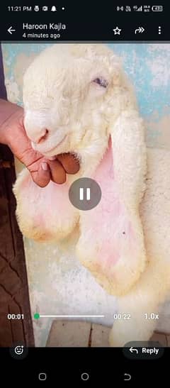 pure kajla chatra male or female