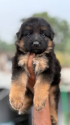 German