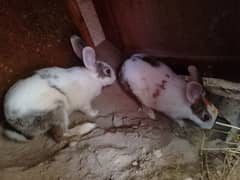 Rabbit