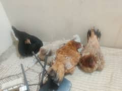 aseel hens murgi