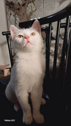 kitten
