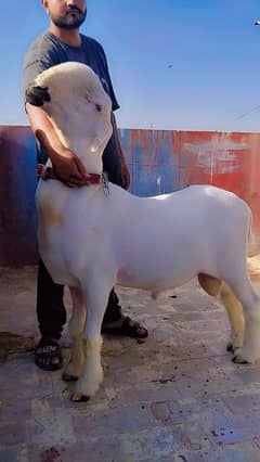 Dumba 3 hein 95kg weight