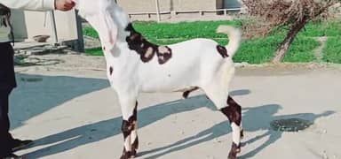 Desi Bakra Urgent For Sale CALL _03425820107