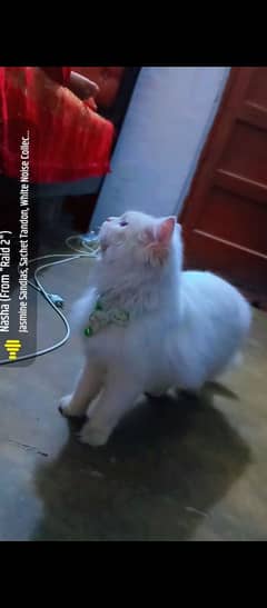 Persian