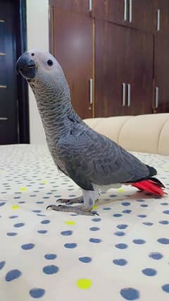 Congo
