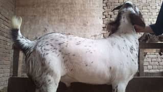 5 bakry for sall ji bhai nay lany ho to rabt kray delivery all Pakistn