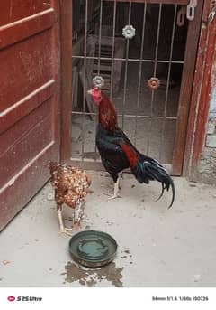 Aseel