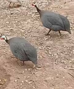 Guinea