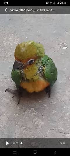 sunconour