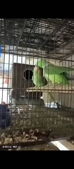 raw parrot pair