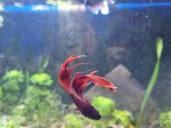 betta