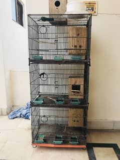 Parrots