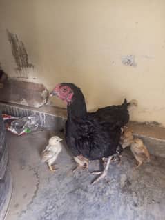 good asli hen with eleven 11 baby's