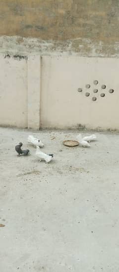 Lakka