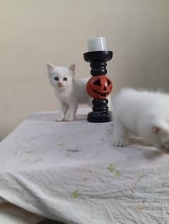 Persian cat