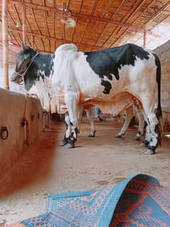 2 dant bachra active and healthy 03158228850