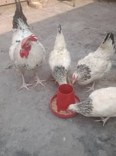 1 murga 3 murgiya light Sussex