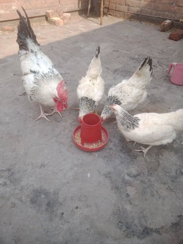 1 murga 3 murgiya light Sussex 2