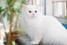 white persian cat
