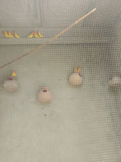 lotino 6 breeder pairs