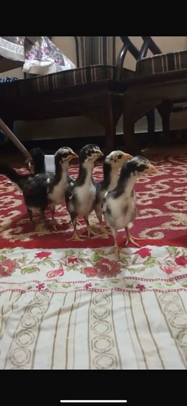 Aseel chick/ shamo and thai mushki 0