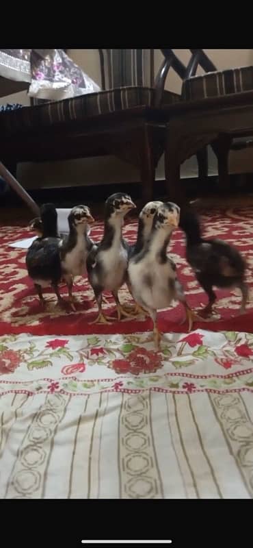Aseel chick/ shamo and thai mushki 1