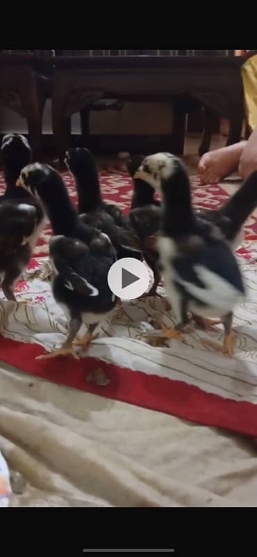 Aseel chick/ shamo and thai mushki 2