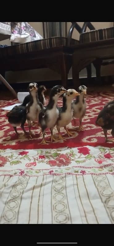 Aseel chick/ shamo and thai mushki 3