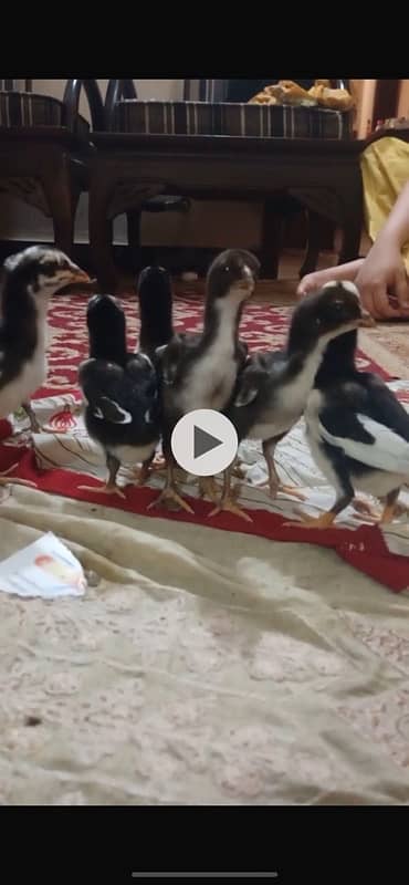 Aseel chick/ shamo and thai mushki 4