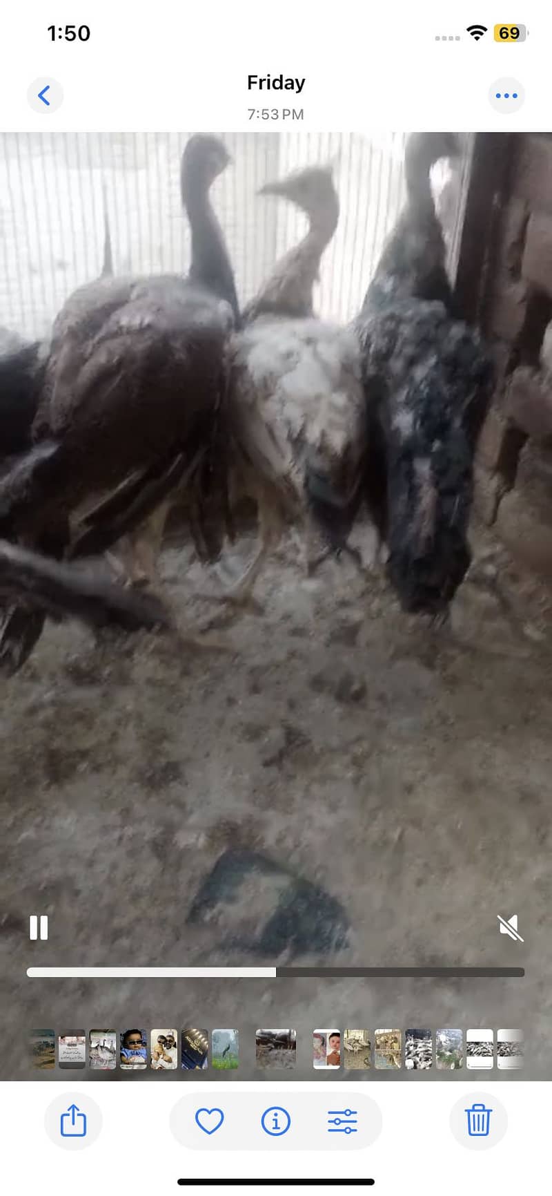 Peacock Pathy 2