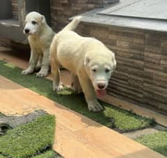Alabai Male Puppy
