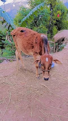 Bachri