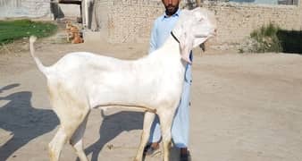 2 dant Bakra khassi hai qurbani ke Leye _ 03207353182
