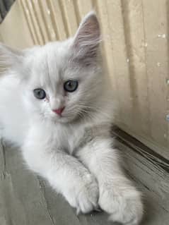 Kitten for sale