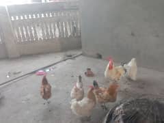 hens