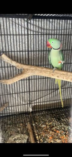 Healthy and active birds