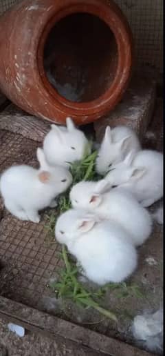 rabbits bunny 03211431928 WhatsApp
