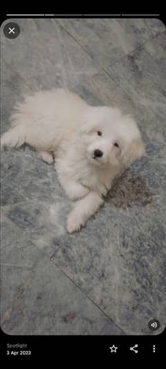 dog