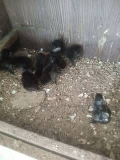 ayam