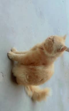 parsion male