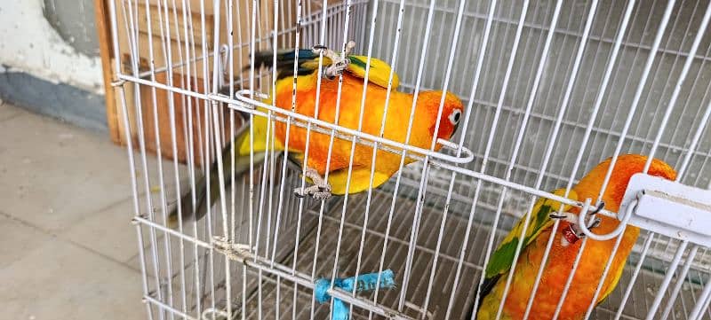 Sun Conure 1