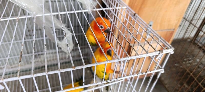 Sun Conure 2