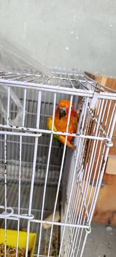 Sun Conure