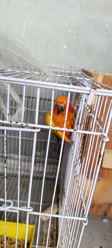 Sun Conure 0