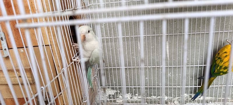 Sun Conure 3