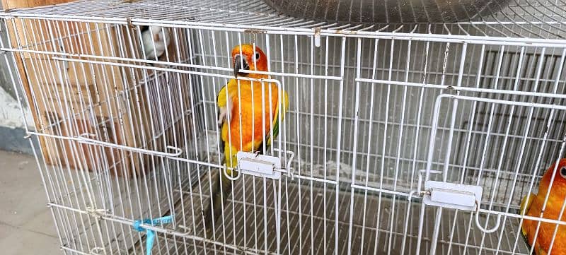Sun Conure 5